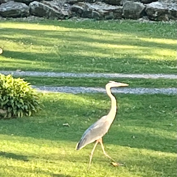 Meet your Poshmark Ambassador, Deb - Picture 14 of 16